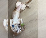 Small #3 Chihuahua Mix