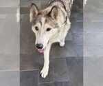 Small Alusky