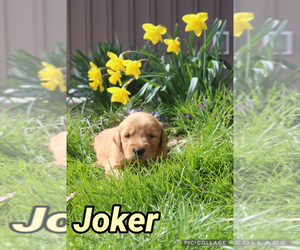 Golden Retriever Puppy for sale in MIDDLEBURG, PA, USA