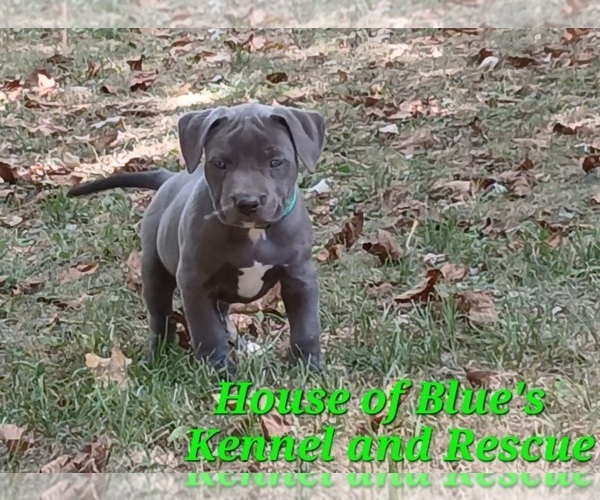 Medium Photo #11 American Pit Bull Terrier Puppy For Sale in DELAWARE, OH, USA