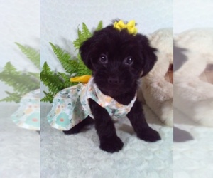 YorkiePoo Puppy for Sale in SUGARCREEK, Ohio USA