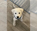 Small Great Pyrenees
