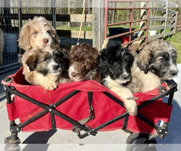 Medium Photo #1 Aussiedoodle Puppy For Sale in MAYFIELD, KY, USA