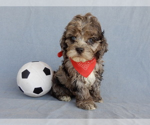 Cockapoo Puppy for sale in MILLERSBURG, OH, USA