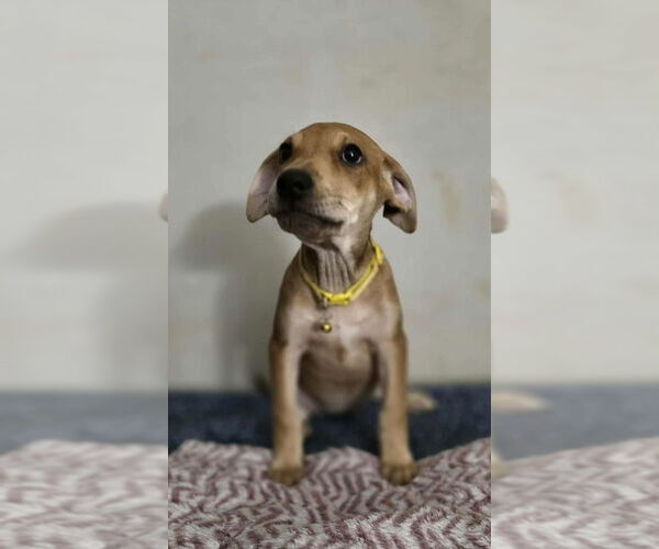 Medium Photo #1 Doberman Pinscher-Labrador Retriever Mix Puppy For Sale in Aurora, IN, USA