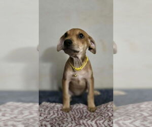 Medium Doberman Pinscher-Labrador Retriever Mix