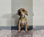 Small Doberman Pinscher-Labrador Retriever Mix