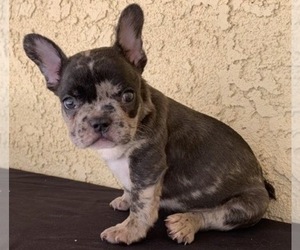 French Bulldog Puppy for sale in MORENO VALLEY, CA, USA