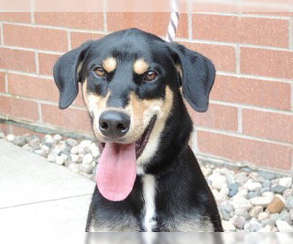 Medium Photo #12 Doberman Pinscher-Siberian Husky Mix Puppy For Sale in Minneaoplis, MN, USA