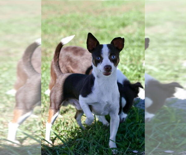 Medium Photo #1 Rat-Cha Puppy For Sale in Aurora, IN, USA