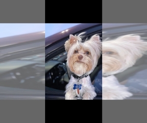 Father of the Yorkshire Terrier puppies born on 12/11/2025