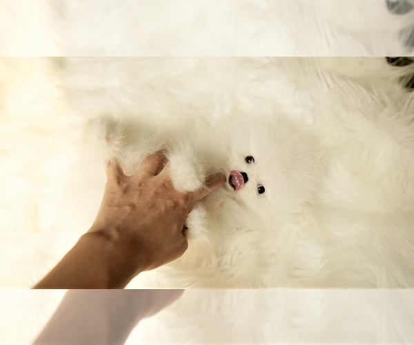 Medium Photo #3 Poodle (Standard) Puppy For Sale in LAS VEGAS, NV, USA
