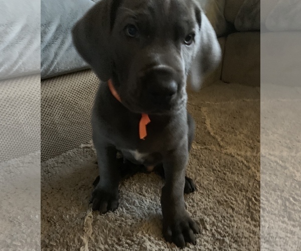 Medium Photo #1 Great Dane Puppy For Sale in ROAMING SHORES, OH, USA