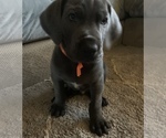 Small Photo #1 Great Dane Puppy For Sale in ROAMING SHORES, OH, USA