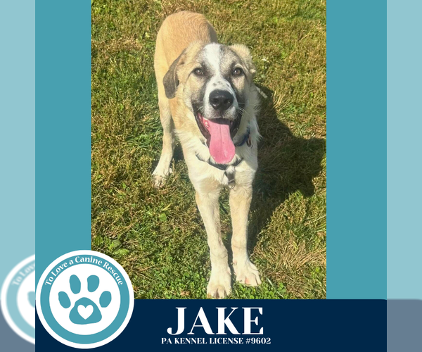 Medium Photo #1 Anatolian Shepherd-Unknown Mix Puppy For Sale in Kimberton, PA, USA