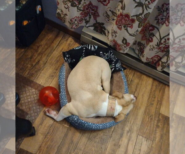 Medium Photo #63 American Pit Bull Terrier-Unknown Mix Puppy For Sale in Fargo, ND, USA