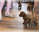 Small #8 Goldendoodle