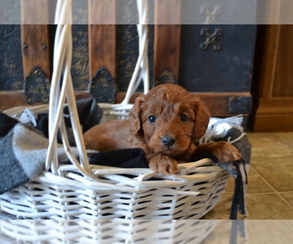 Medium Photo #1 Cavapoo (Miniature) Puppy For Sale in GREENWOOD, WI, USA