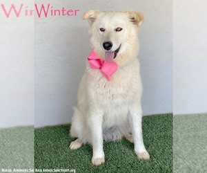 Great Pyrenees-Samoyed Mix Dogs for adoption in San Diego, CA, USA