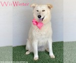 Small Great Pyrenees-Samoyed Mix