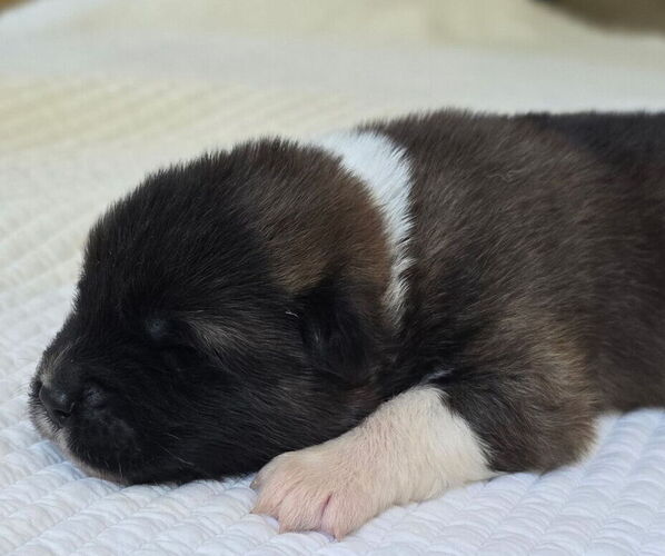 Medium Photo #2 Akita Puppy For Sale in STRAFFORD, MO, USA