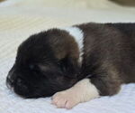 Small #1 Akita