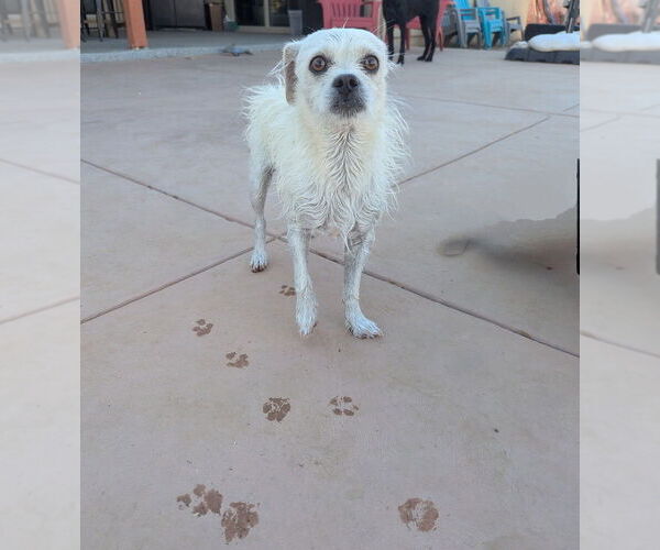 Medium Photo #3 Mutt Puppy For Sale in Vail, AZ, USA