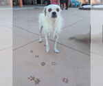 Small #2 Mutt