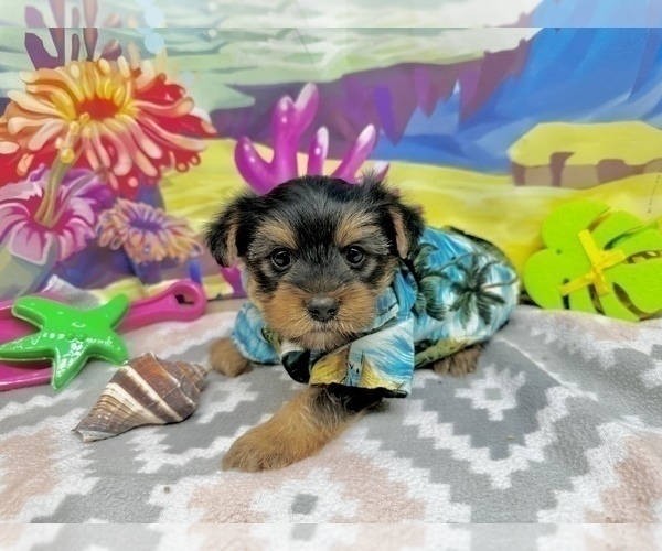 Medium Photo #5 Morkie Puppy For Sale in CASSVILLE, MO, USA