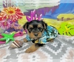 Small Photo #5 Morkie Puppy For Sale in CASSVILLE, MO, USA