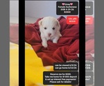 Image preview for Ad Listing. Nickname: Umay