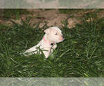 Small #13 American Bulldog