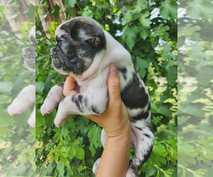 Faux Frenchbo Bulldog Puppy for sale in GREENSBURG, IN, USA
