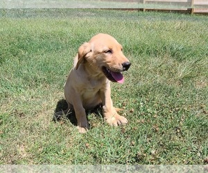 Labrador Retriever Puppy for sale in THOMASVILLE, NC, USA
