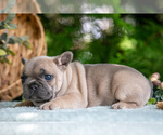 Small #3 French Bulldog