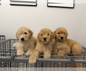 Goldendoodle Puppy for Sale in COLORADO SPRINGS, Colorado USA