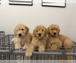 Litter of 8 - Male(s) and Female(s) GoldendoodleLitter of Puppies for Sale - Small photo
