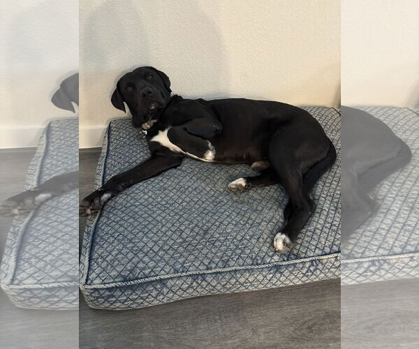 Medium Photo #3 Labrador Retriever-Unknown Mix Puppy For Sale in The Woodlands, TX, USA