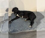 Small #2 Labrador Retriever Mix