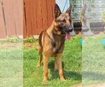 Small #1 German Shepherd Dog Mix