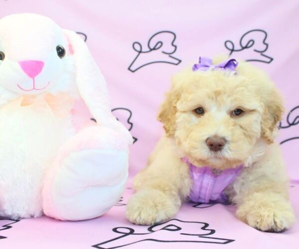 Medium Photo #16 Goldendoodle Puppy For Sale in LAS VEGAS, NV, USA