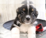 Small Photo #34 Australian Shepherd Puppy For Sale in STAFFORD, VA, USA