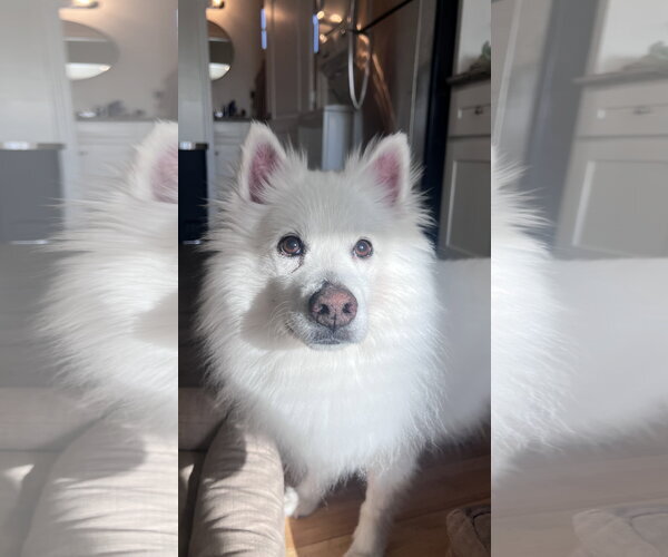 Medium Photo #2 American Eskimo Dog Puppy For Sale in Pikesville, MD, USA