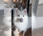 Small #1 American Eskimo Dog
