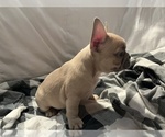 Small #6 French Bulldog