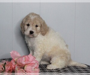 Labradoodle-Poodle (Standard) Mix Puppy for sale in FREDERICKSBURG, OH, USA