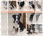 Small Border Collie Mix