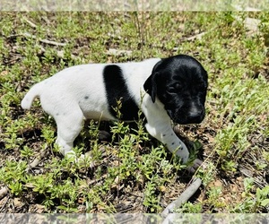 German Shorthaired Pointer Puppy for sale in WOODLAND PARK, CO, USA