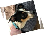 Small #3 Jack Chi