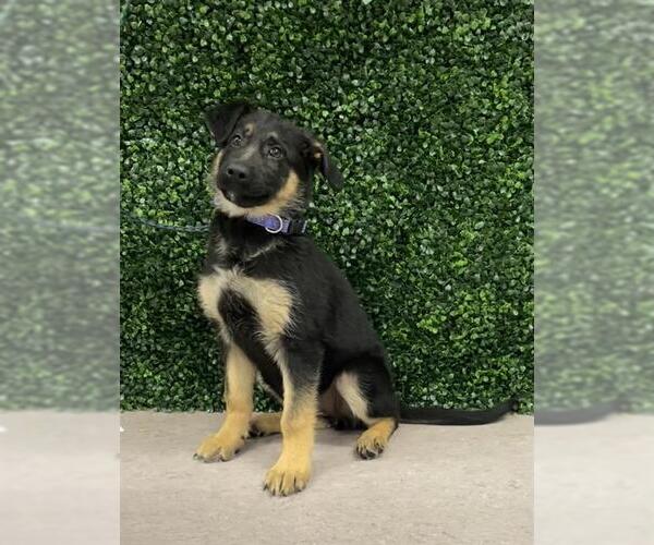 Medium Photo #1 German Shepherd Dog-Unknown Mix Puppy For Sale in Grasswood, Saskatchewan, Canada